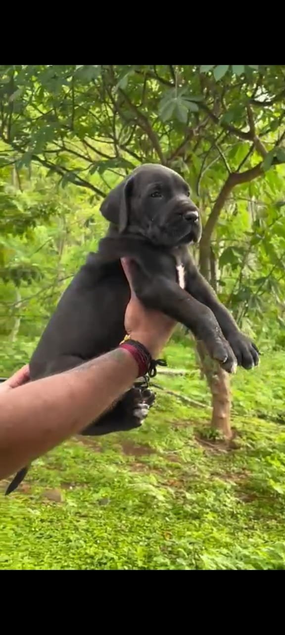 Order Female Great Dane Puppy from Vizag